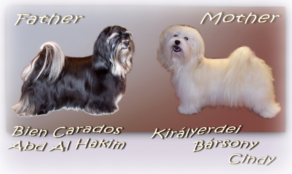 C_Litter_mamapapa C_Litter_mamapapa